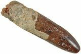 Fossil Sauropod Dinosaur (Titanosaur?) Tooth - Morocco #230660-1